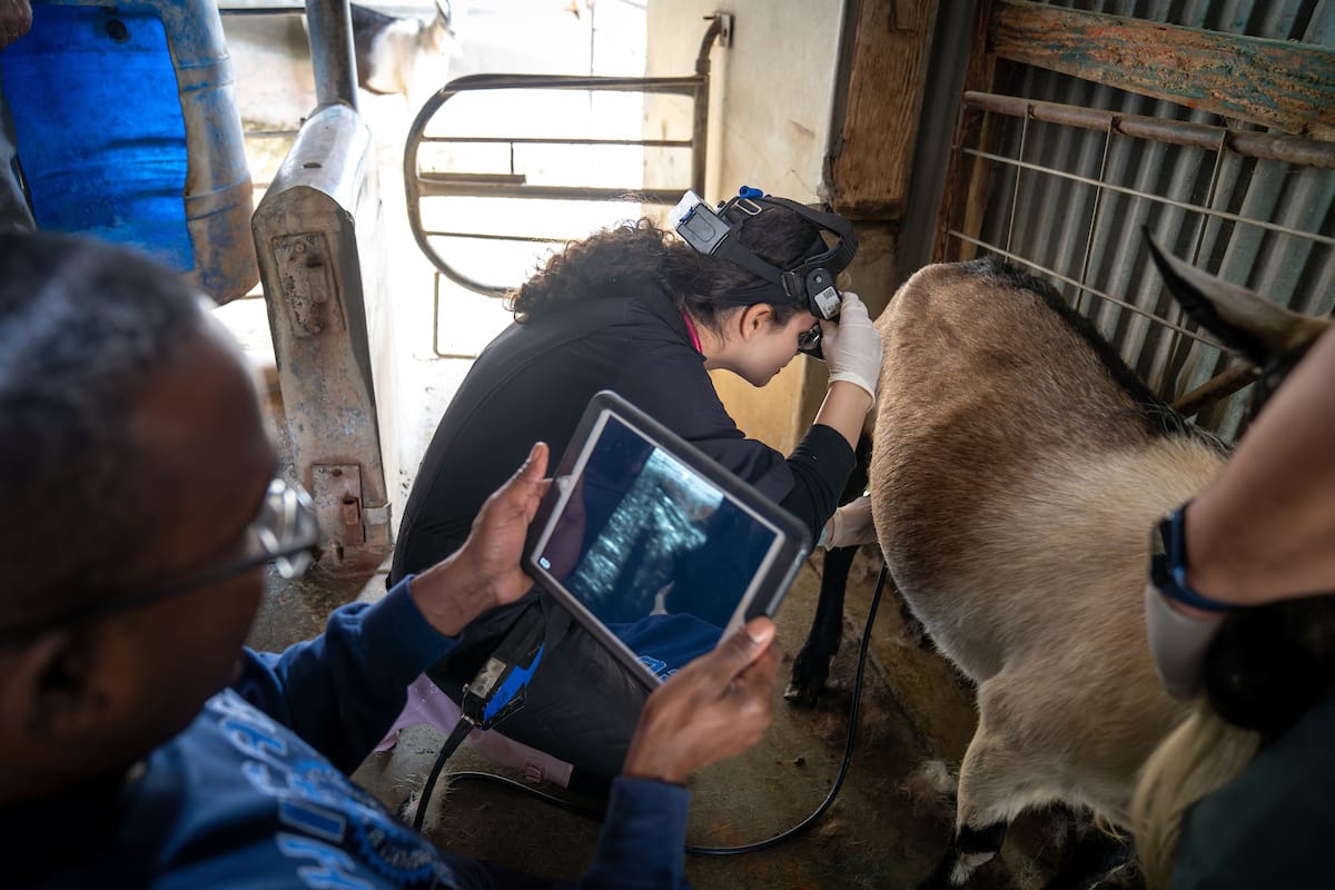 A person holds a tablet showing an X-ray while another person examines a goat's udder in a barn setting.