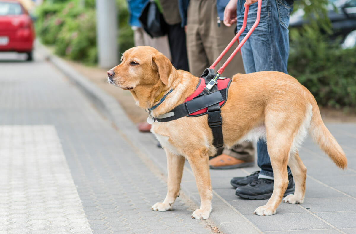 dog, harness, sidewalk.