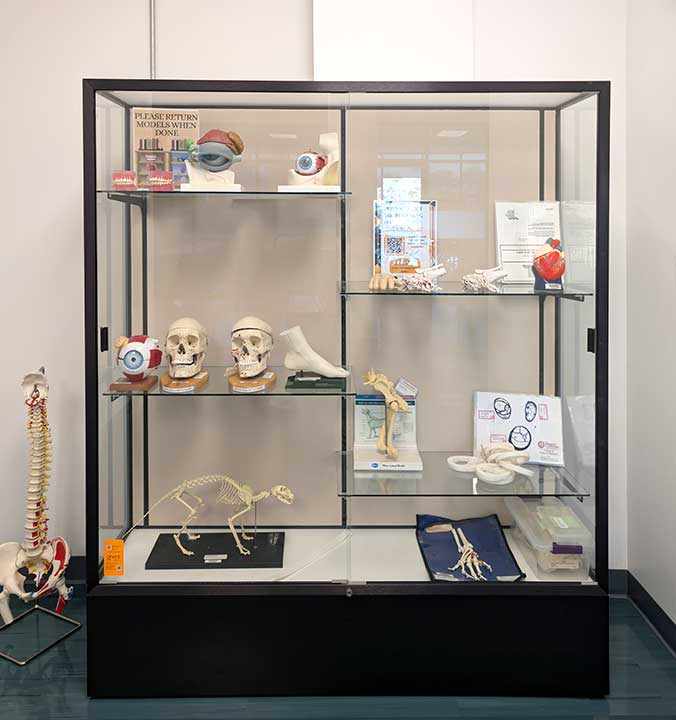 Glass display case with anatomical models including skulls, eyes, heart, leg, a cat skeleton, and spine models, set against a white wall in a medical or educational setting.