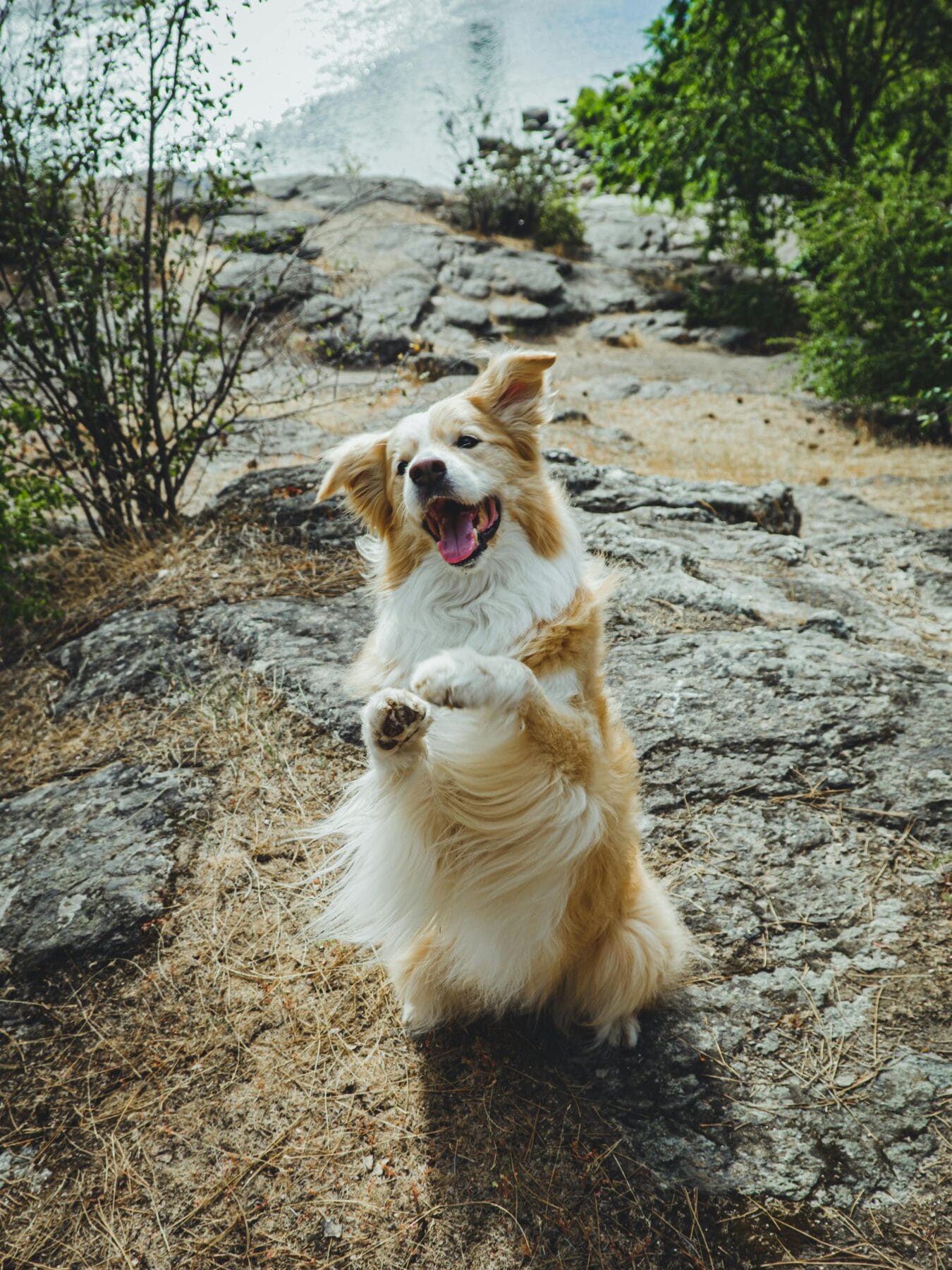 A tan and white dog stands on its hind legs on rocky ground outdoors, with water and greenery in the background.