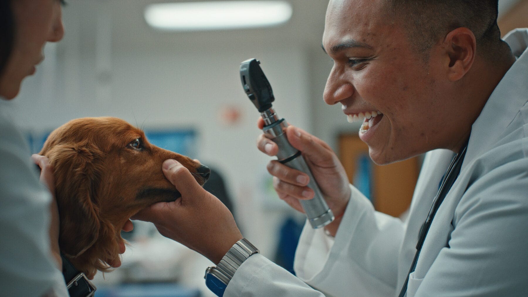 A veterinarian examines a brown dachshund's eyes with an ophthalmoscope while another person gently holds the dog.