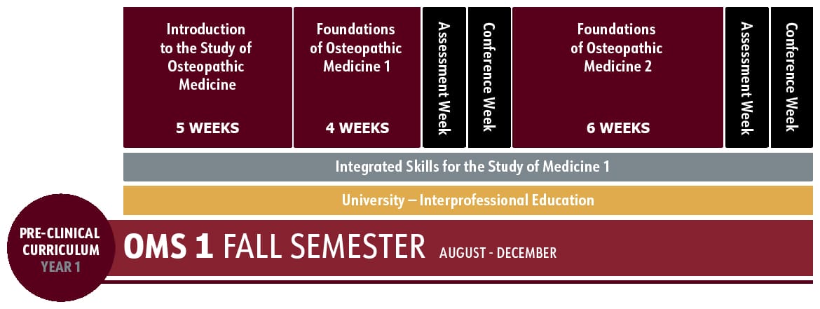 A timeline of the OMS 1 fall semester pre-clinical curriculum shows course blocks, assessment and conference weeks, and integrated skills, running from August to December.