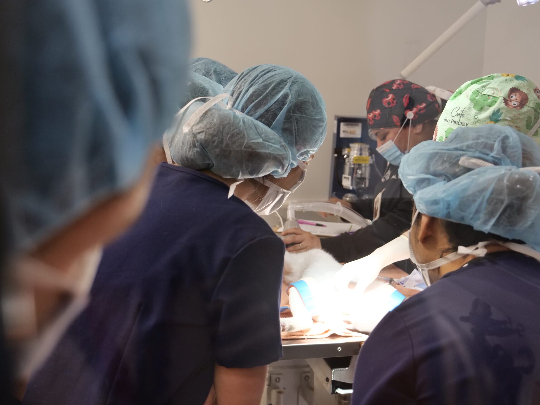 A group of veterinary students in scrubs and surgical caps participate in a spay/neuter procedure on a cat in an operating room under bright lights.