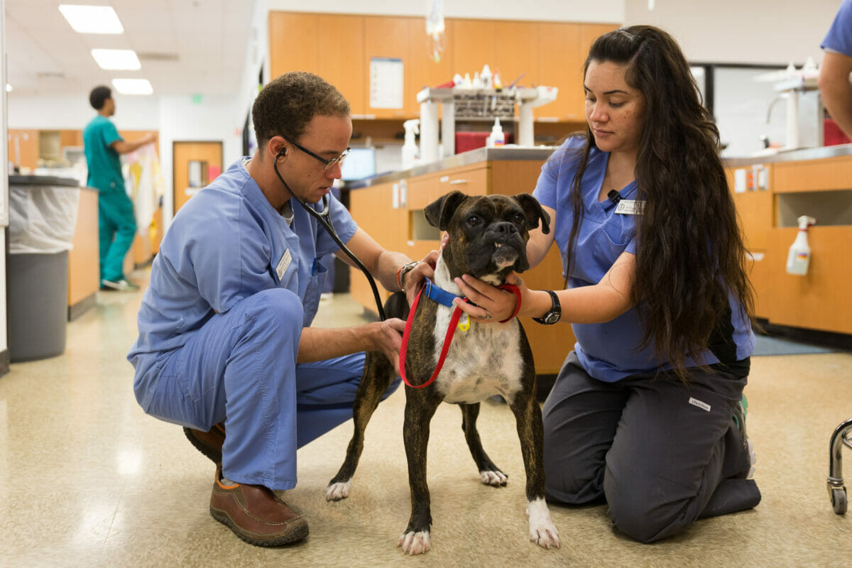 People, petting, dog, hospital