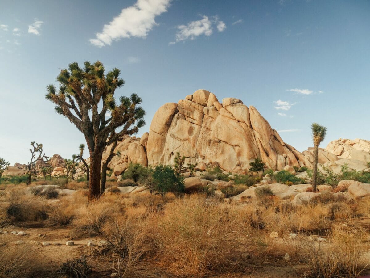 Joshua tree national park, California.