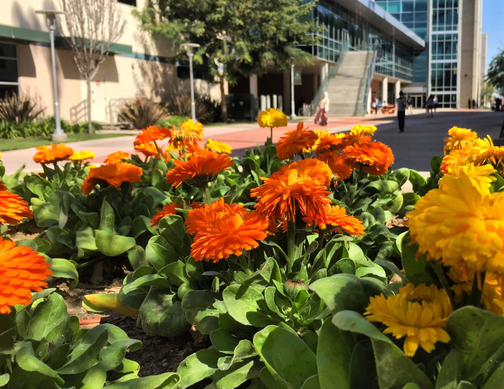 A cluster of orange and yellow flowers blooming on the campus esplanade.