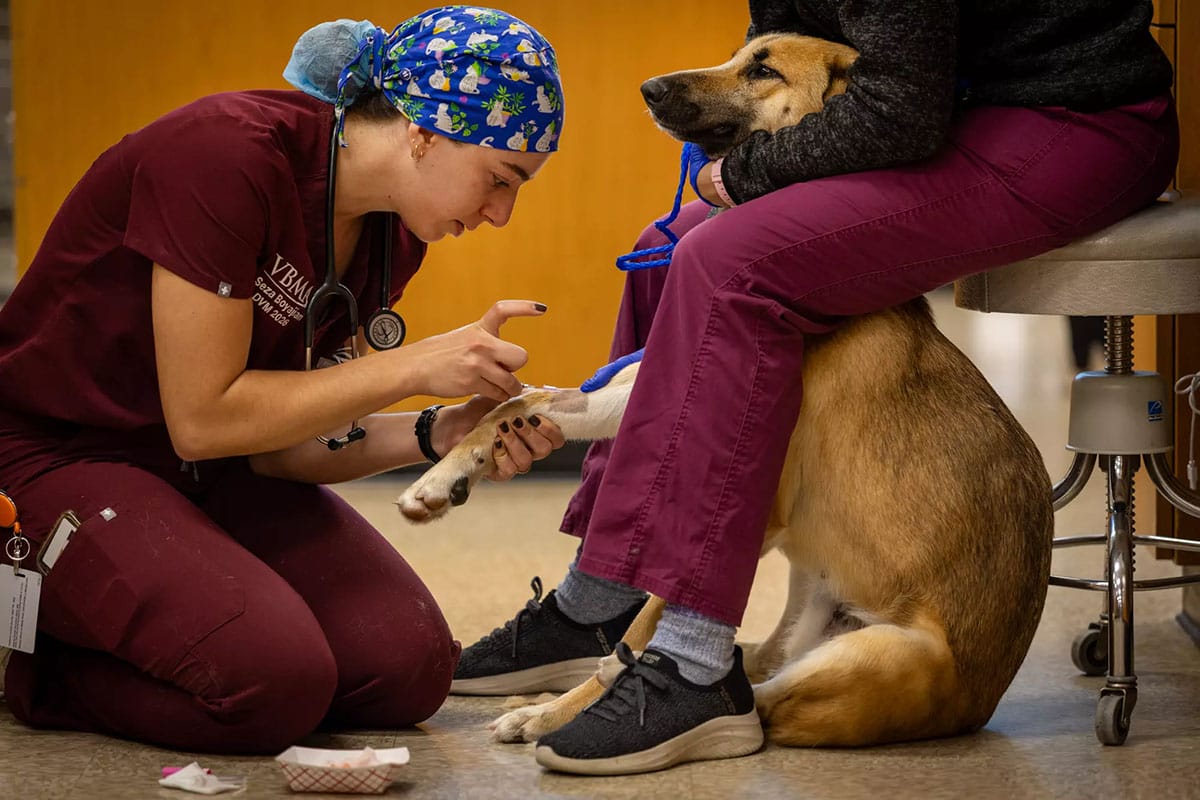 A veterinarian in scrubs administers an injection to a dog's front leg while the dog leans against its seated owner for comfort.