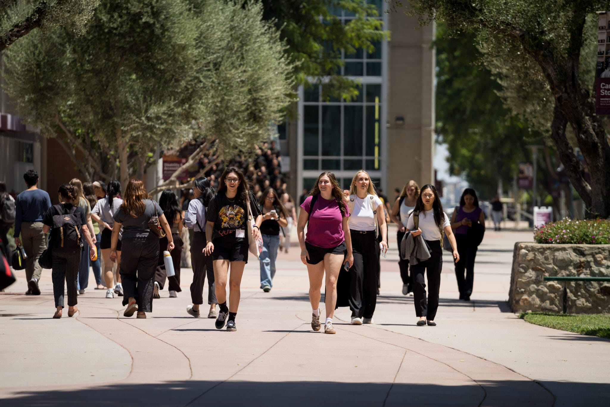 A group of students walk along a wide campus pathway lined with trees on a sunny day. Some students walk in groups, while others walk alone.