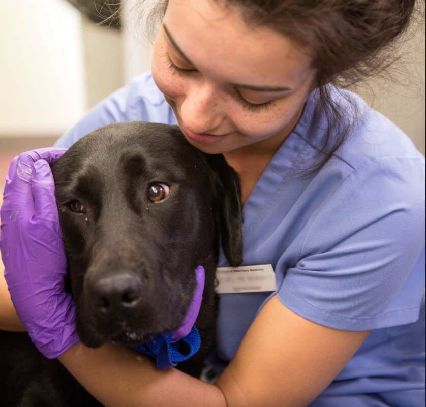 VetMed student holding a labrador