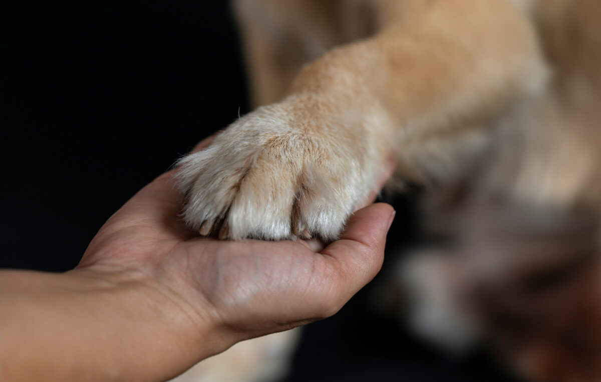A person's hand holding a dog's paw.